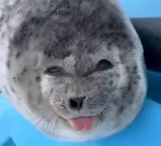 😛 emoji элита зюзи Telegram sticker 10 of 76