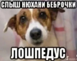 😏 emoji Пикчи от @vkantakteq Telegram sticker 17 of 73