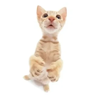 🌟 emoji Котике @Listonok Telegram sticker 20 of 21