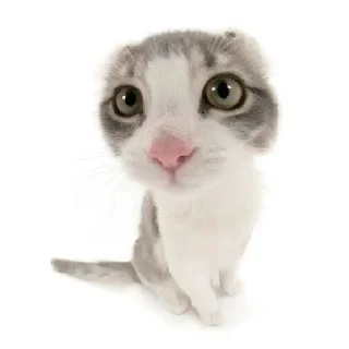🌟 emoji Котике @Listonok Telegram sticker 5 of 21