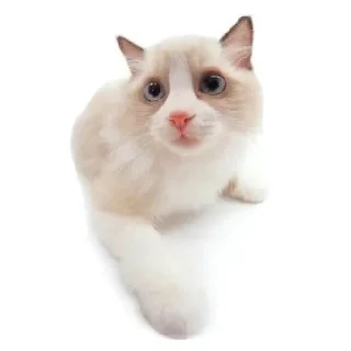 🌟 emoji Котике @Listonok Telegram sticker 6 of 21