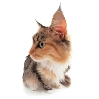🌟 emoji Котике @Listonok Telegram sticker 10 of 21