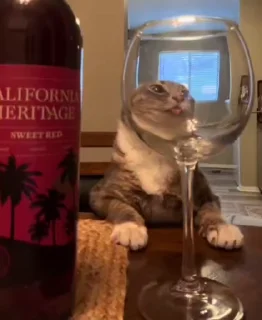 🍷 emoji silly cat Rigby 😜 Telegram sticker 20 of 56