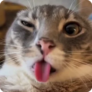 👅 emoji Rigby chan @pipokes Telegram sticker 2 of 100
