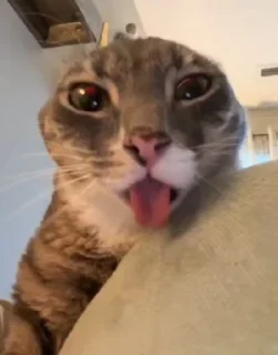 😛 emoji silly cat Rigby 😜 Telegram sticker 17 of 56