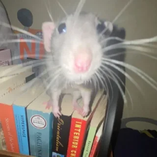 🐀 emoji На все случаи жизни Telegram sticker 8 of 79