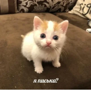 😺 emoji На все случаи жизни Telegram sticker 11 of 79