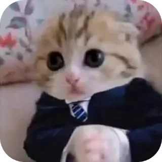 🐱 emoji Кот в костюме • @WeStickerbot Telegram sticker 23 of 71