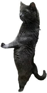 🧐 emoji Белочка Telegram sticker 12 of 26