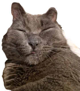 ☺️ emoji Белочка Telegram sticker 13 of 26