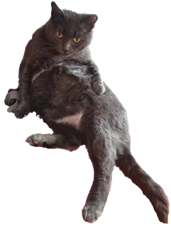 😏 emoji Белочка Telegram sticker 18 of 26