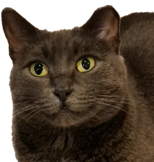 😊 emoji Белочка Telegram sticker 22 of 26