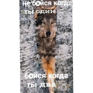 🐺 emoji Жизненные котики Telegram sticker 15 of 53