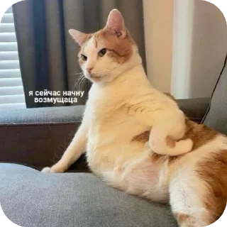 🐱 emoji Жизненные котики Telegram sticker 24 of 53