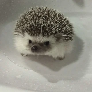 🌟 emoji ㄠжик от Джуна. Telegram sticker 9 of 40