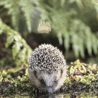 🌟 emoji ㄠжик от Джуна. Telegram sticker 13 of 40
