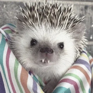 🌟 emoji ㄠжик от Джуна. Telegram sticker 14 of 40