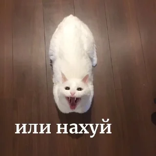😬 emoji котеки Telegram sticker 7 of 16