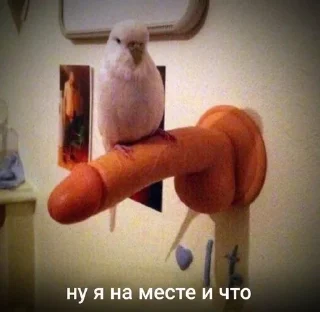 🤨 emoji элит эдишн Telegram sticker 13 of 15