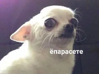 🙄 emoji бебебе Telegram sticker 19 of 111