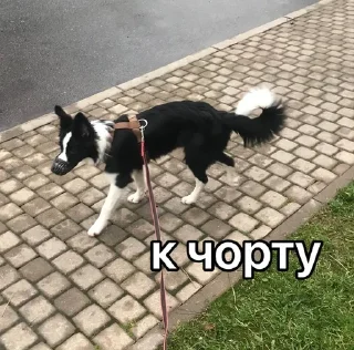 😇 emoji каору вахуи Telegram sticker 18 of 19