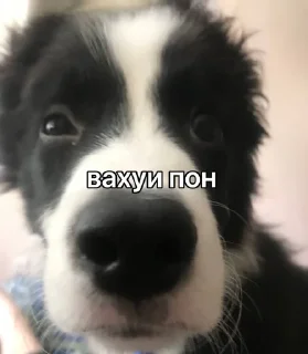 🤨 emoji каору вахуи Telegram sticker 5 of 19