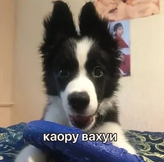 😨 emoji каору вахуи Telegram sticker 1 of 19