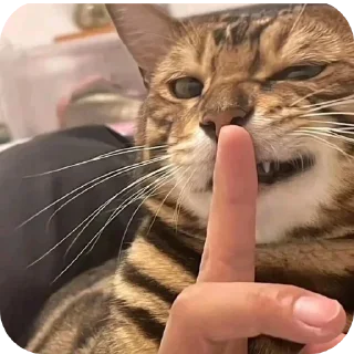 🐱 emoji Мемчики про котов Telegram sticker 8 of 35