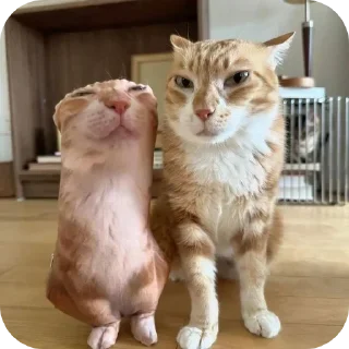 🤨 emoji Мемчики про котов Telegram sticker 16 of 35