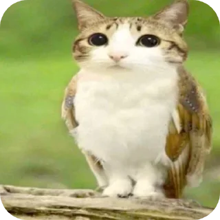 🐱 emoji Мемчики про котов Telegram sticker 6 of 35