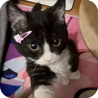 🐱 emoji Мемчики про котов Telegram sticker 22 of 35
