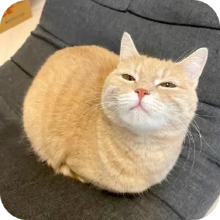 🐱 emoji Мемчики про котов Telegram sticker 13 of 35