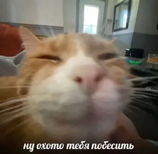 🌟 emoji Лютый пон Telegram sticker 8 of 86