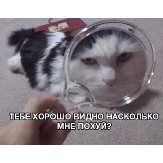 😒 emoji Котеки @Xsmsxs Telegram sticker 15 of 37