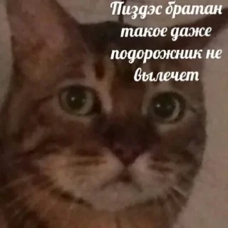 😲 emoji Котеки @Xsmsxs Telegram sticker 17 of 37