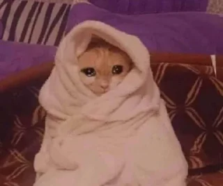 🥺 emoji коты наше всё Telegram sticker 17 of 29