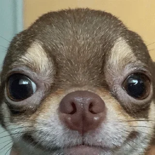 🙂 emoji карточки коммуникации Telegram sticker 6 of 120