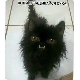 🐱 emoji Ebatloxov Telegram sticker 20 of 106