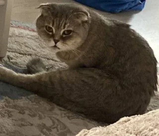 🐱 emoji кысенька ван лав💓💓💓 Telegram sticker 7 of 44