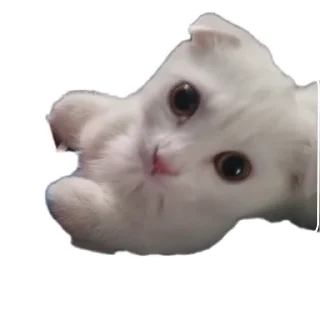🐱 emoji @MattRewortgk Telegram sticker 20 of 38