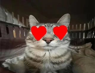 😍 emoji кот @llikksa Telegram sticker 13 of 120