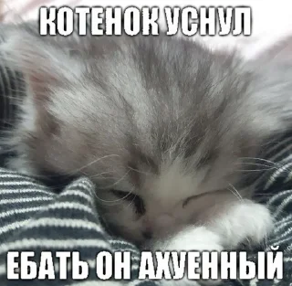 🌟 emoji котята Telegram sticker 12 of 60
