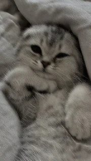 ☺️ emoji Котята Telegram sticker 9 of 21