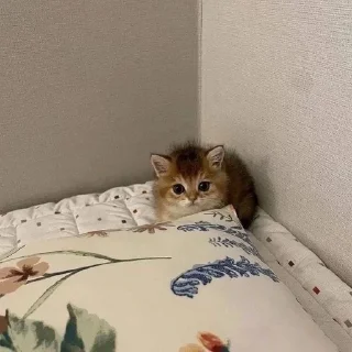 🌟 emoji котяяяятки Telegram sticker 18 of 61