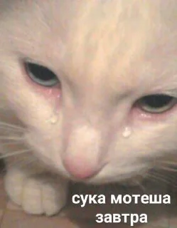 😭 emoji Кэт😽💗 Telegram sticker 14 of 32