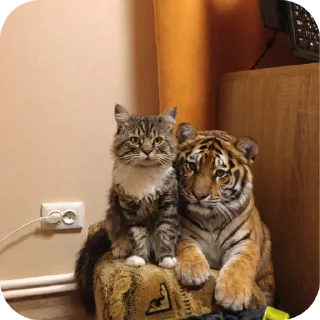 🐱 emoji Житєве Telegram sticker 15 of 53