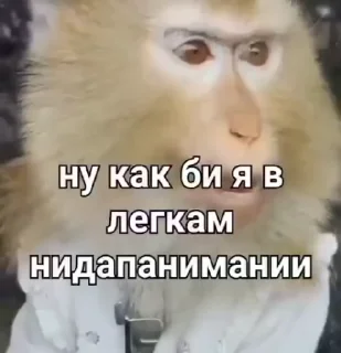 Sticker from БОЛЬШЕ ⇨ @CLOOBHUB ОБЕЗЬЯНЫ СТИКЕРЫ MONKEYS TG ТГ