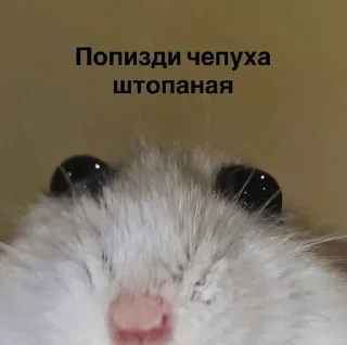 🤥 emoji Котячьи пикчи @nastikxx00 Telegram sticker 17 of 103
