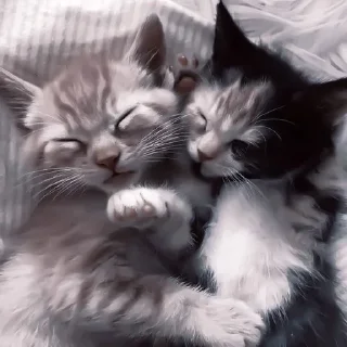 Sticker from котейки