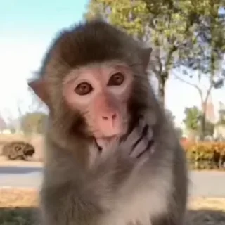 🌟 emoji MonkeyZ 4 by @ponmonkygifs Telegram sticker 18 of 68
